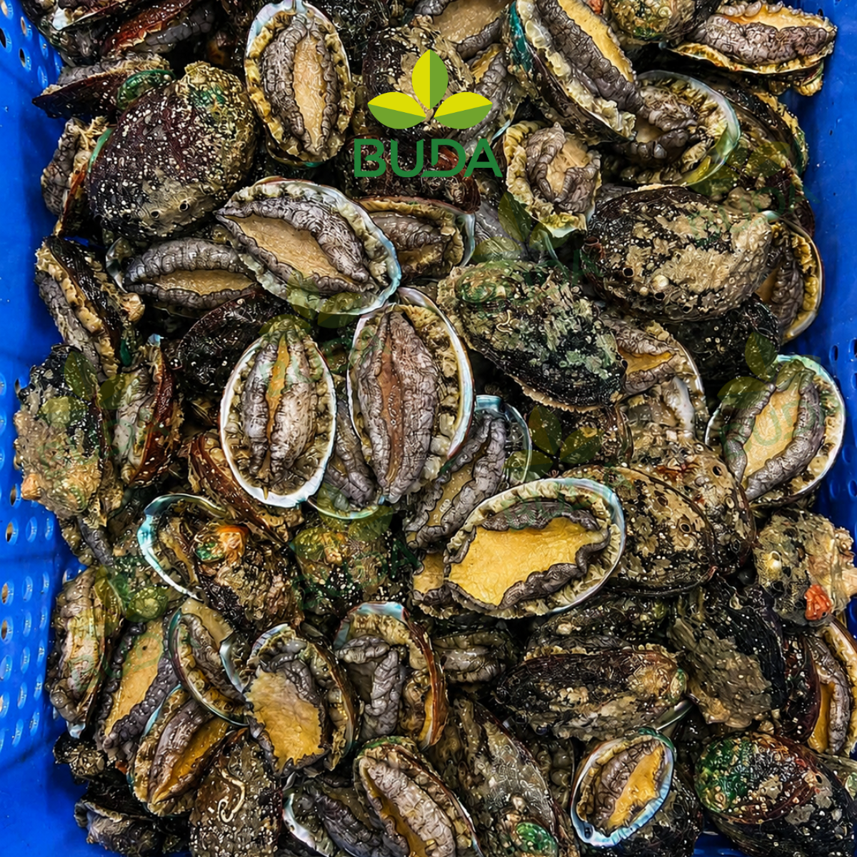 Bào Ngư 10 con/kg Nguyên Vỏ Đông Lạnh Royals Abalone 1Kg/gói NET 5.5 - Cung cấp sỉ & lẻ từ 1 thùng LIÊN HỆ TRỰC TIẾP
